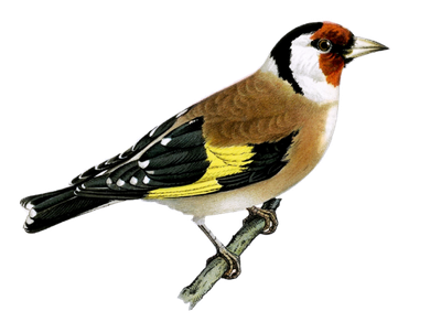 Birding Vs. Bird Watching Birding Vs. Bird Watching